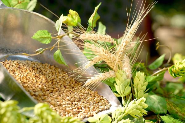Barley